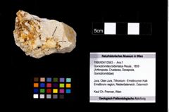 Foto (Objekt + Etikett) von Goniodromites bidentatus (Reuss, 1859)  (NHMW-GEO-1990-0041-2563)